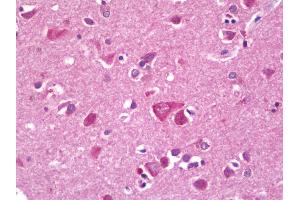 Anti-RPL38 / L38 antibody IHC staining of human brain, cortex. (RPL38 antibody  (FITC))