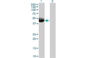 Western Blot analysis of NOV expression in transfected 293T cell line by NOV MaxPab polyclonal antibody. (NOV antibody  (AA 1-357))