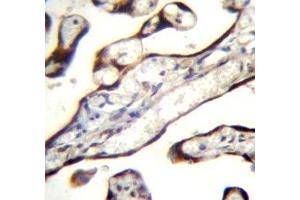 GDF15 antibody immunohistochemistry analysis in formalin fixed and paraffin embedded human placenta tissue. (GDF15 antibody  (AA 51-79))