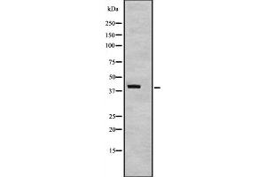 Western blot analysis of TAF7 expression in TAF7 transfected 293T cell lysate,The lane on the left is treated with the antigen-specific peptide. (TAF7 antibody  (Internal Region))