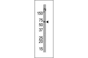 Western blot analysis of anti-L Sumoylation Site Antibody (Cat. (PML antibody  (Sumoylation Site))