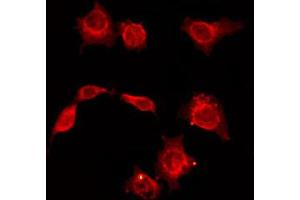 ABIN6268695 staining HepG2 by IF/ICC. (CD34 antibody  (Internal Region))