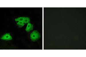 Peptide - +Immunofluorescence analysis of HeLa cells, using ADORA3 antibody.
