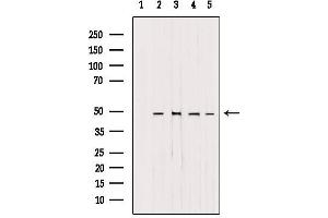 AP1M1 antibody  (Internal Region)
