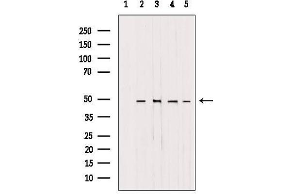 AP1M1 antibody  (Internal Region)