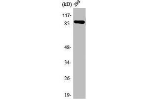 Western Blot analysis of 293 cells using ARHGEF19 Polyclonal Antibody (ARHGEF19 antibody  (Internal Region))