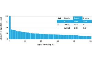 Analysis of Protein Array containing more than 19,000 full-length human proteins using RET Mouse Monoclonal Antibody (RET/2795). (Ret Proto-Oncogene antibody  (AA 702-848))