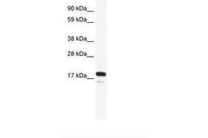 Image no. 2 for anti-RNA Polymerase II TBP-Associated Factor Subunit G (TAF9) (AA 25-74) antibody (ABIN6735958)