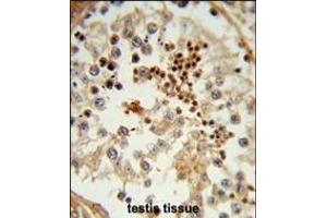 Formalin-fixed and paraffin-embedded human testis tissue reacted with HSL Antibody (C-term), which was peroxidase-conjugated to the secondary antibody, followed by DAB staining. (HSPA4L antibody  (C-Term))