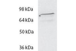 ABIN570717 (2µg/ml) staining of HeLa lysate (35µg protein in RIPA buffer). (Spartin (SPART) (Internal Region) antibody)