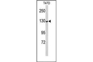 Western blot analysis of KCNH7 Antibody (N-term) in T47D cell line lysates (35ug/lane). (KCNH7 antibody  (N-Term))