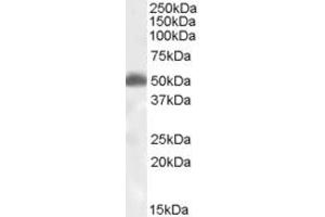 Western Blotting (WB) image for anti-CD200 Receptor 1 (CD200R1) (AA 2-14) antibody (ABIN301797) (CD200R1 antibody  (AA 2-14))