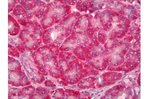 Anti-NOV / CCN3 antibody IHC of human pancreas. (NOV antibody)
