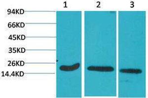 Western Blotting (WB) image for anti-Caspase 3 (CASP3) antibody (ABIN3179097) (Caspase 3 antibody)