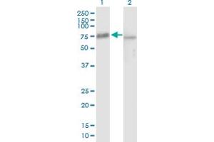 Western Blot analysis of PES1 expression in transfected 293T cell line by PES1 MaxPab polyclonal antibody. (PES1 antibody  (AA 1-588))