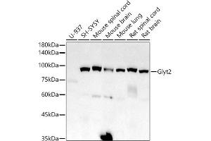 Western blot analysis of extracts of various cell lines, using Glyt2 antibody (ABIN7270475) at 1:1000 dilution. (SLC6A5 antibody)