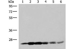 Western blot analysis of 293T cell lysates using GSTK1 Polyclonal Antibody at dilution of 1:250 (GSTK1 antibody)