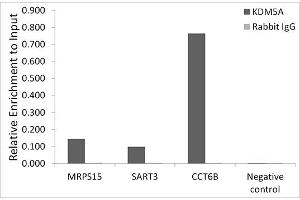 Chromatin immunoprecipitation analysis of extracts of HCT116 cells, using KDM5A antibody (ABIN6131816, ABIN6142800, ABIN6142801 and ABIN6223074) and rabbit IgG. (KDM5A antibody)