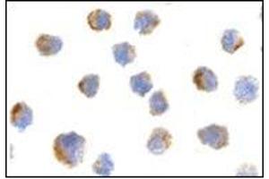 Immunofluorescence (IF) image for anti-Nerve Growth Factor Receptor (NGFR) antibody (ABIN500337)