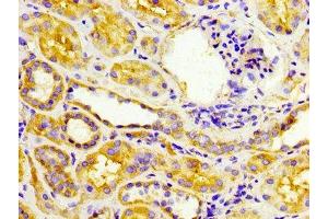 IHC image of ABIN7151941 diluted at 1:300 and staining in paraffin-embedded human kidney tissue performed on a Leica BondTM system. (EPSTI1 antibody  (AA 12-56))