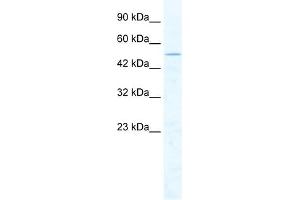 WB Suggested Anti-CHD1L Antibody Titration:  2. (CHD1L antibody  (Middle Region))