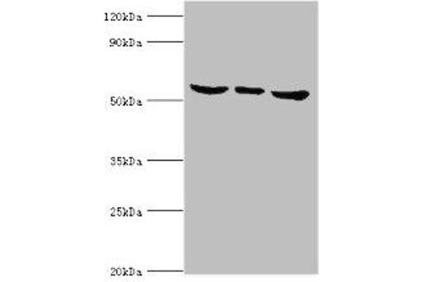 MAPK15 antibody  (AA 1-95)