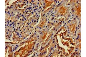 IHC image of ABIN7159465 diluted at 1:400 and staining in paraffin-embedded human kidney tissue performed on a Leica BondTM system. (OMA1 antibody  (AA 22-194))