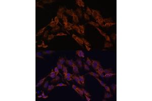 Immunofluorescence analysis of C6 cells using ENOX2 antibody (ABIN6129374, ABIN6140176, ABIN6140178 and ABIN6222855) at dilution of 1:100. (ENOX2 antibody  (AA 411-610))