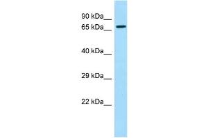 Western Blotting (WB) image for anti-Moesin (MSN) (C-Term) antibody (ABIN971195) (Moesin antibody  (C-Term))