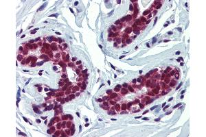 Anti-FUBP3 / FBP3 antibody IHC of human breast.