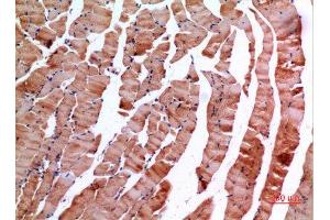 Immunohistochemistry (IHC) analysis of paraffin-embedded Mouse Muscle, antibody was diluted at 1:100. (INHBE antibody  (C-Term))