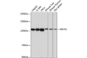 Western blot analysis of extracts of various cell lines, using  antibody (ABIN7265744) at 1:1000 dilution. (ABCG1 antibody)