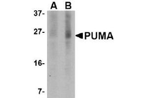 Western Blotting (WB) image for anti-BCL2 Binding Component 3 (BBC3) (AA 76-170) antibody (ABIN492518)