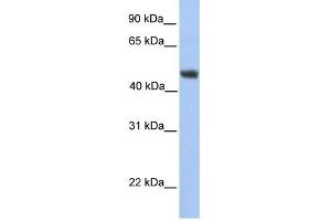 ALG2 antibody used at 1 ug/ml to detect target protein. (ALG2 antibody)