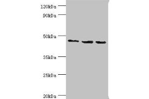 Western blot All lanes: Histone-binding protein RBBP7 antibody at 10 μg/mL Lane 1: A431 whole cell lysate Lane 2: NIH/3T3 whole cell lysate Lane 3: HepG2 whole cell lysate Secondary Goat polyclonal to rabbit IgG at 1/10000 dilution Predicted band size: 48, 53 kDa Observed band size: 48 kDa (RBBP7 antibody  (AA 1-230))