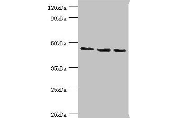 RBBP7 anticorps  (AA 1-230)