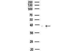Western blot analysis of lysates from HepG2 cells(heat-shock,45 min treatment), using Cleaved-Caspase 9 (Asp353) Antibody at 1/1000 dilution.