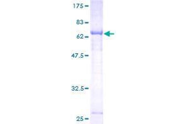 ATL2 Protein (AA 1-412) (GST tag)