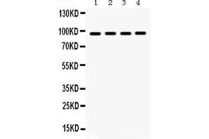 Anti- GRP94 Picoband antibody, Western blottingAll lanes: Anti GRP94  at 0.