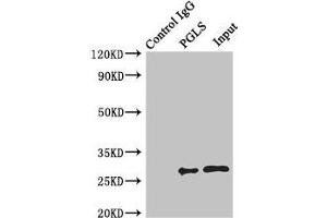 Western Blotting (WB) image for anti-6-phosphogluconolactonase (PGLS) (AA 1-258) antibody (ABIN7142705)