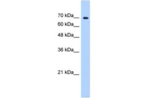 Western Blotting (WB) image for anti-Splicing Factor 4 (SF4) antibody (ABIN2462290) (Splicing Factor 4 antibody)