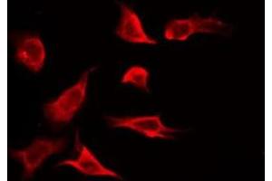 ABIN6275589 staining RAW264. (SLC24A4 antibody  (Internal Region))