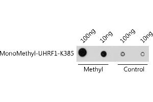 Dot-blot analysis of all sorts of methylation peptides using MonoMethyl-UHRF1-K385 antibody  at 1:1000 dilution. (UHRF1 antibody  (meLys385))