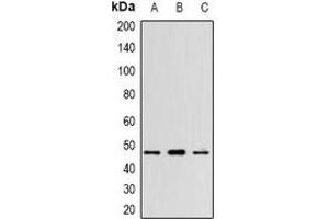 Western blot analysis of WNT5B expression in HepG2 (A), SHSY5Y (B), mouse liver (C) whole cell lysates. (WNT5B antibody)