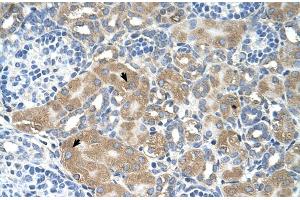 Human kidney (LMAN2 antibody  (N-Term))
