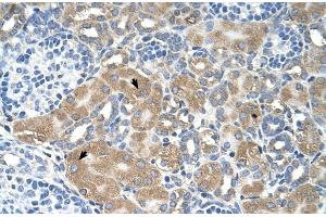 Human kidney (LMAN2 antibody  (N-Term))