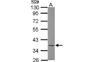 Western Blotting (WB) image for anti-TATA Box Binding Protein (TBP)-Associated Factor, RNA Polymerase I, A, 48kDa (TAF1A) (AA 1-180) antibody (ABIN1501285) (TAF1A antibody  (AA 1-180))