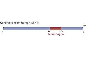 Image no. 3 for anti-Aryl Hydrocarbon Receptor Nuclear Translocator (ARNT) (AA 461-574) antibody (ABIN968356) (ARNT antibody  (AA 461-574))