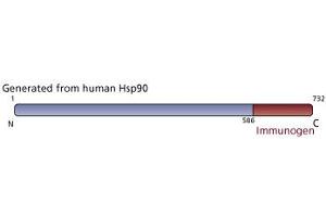 Image no. 1 for anti-Heat Shock Protein 90 (HSP90) (AA 586-732) antibody (ABIN967958) (HSP90 antibody  (AA 586-732))