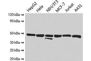 Western Blot Positive WB detected in: HepG2 whole cell lysate, Hela whole cell lysate, NIH/3T3 whole cell lysate, MCF-7 whole cell lysate, Jurkat whole cell lysate, A431 whole cell lysate All lanes: ENO1 antibody at 2. (ENO1 antibody  (AA 2-428))